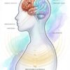 neuroscienze-elaborazione-lutto-dolore.webp Diagramma neuroscientifico che illustra come la pratica del distacco influisce su amigdala, ippocampo e nervo vago per creare nuovi percorsi neurali